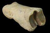 Fossil Rhino (Teleoceras) Metatarsal - Kansas #136433-4